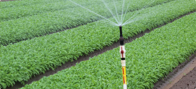 Lettuce Production