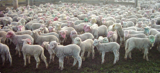 lambs at marking