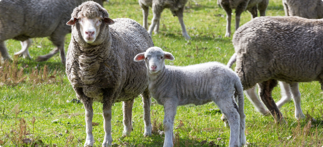 The Department of Agriculture and Food is promoting key methods to sustainably rebuild the flock at the Regional Sheep Updates.