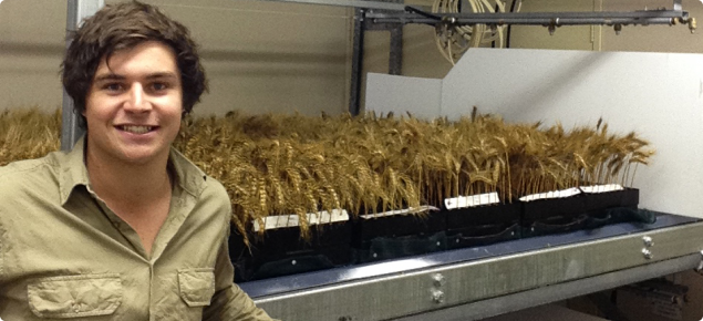 DAFWA research officer Jeremy Curry is leading research to help wheat growers better manage the risk of sprouting.