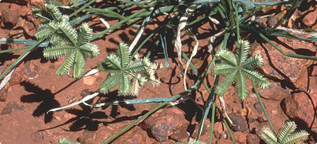 Growers with paddocks of summer weeds, like Button grass, can participate in a Department of Agriculture and Food trial to better control these threats to production.