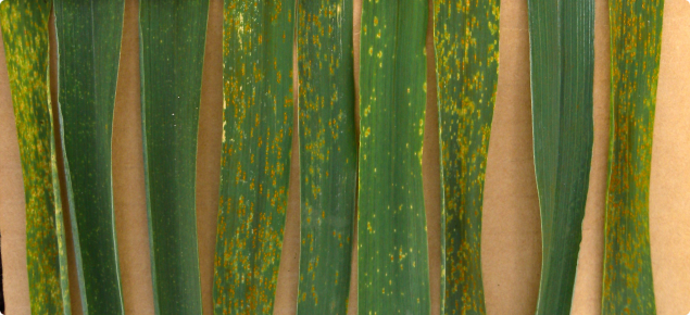 The Department of Agriculture and Food tests demonstrated an increased risk of wheat rust in popular varieties(L to R) Bonnie Rock, Carnamah, Cobra, Corack, Emu Rock, Fortune, Mace, Magenta, Wyalkatchem.  Varieties Carnamah, Cobra, Fortune and Magenta rem