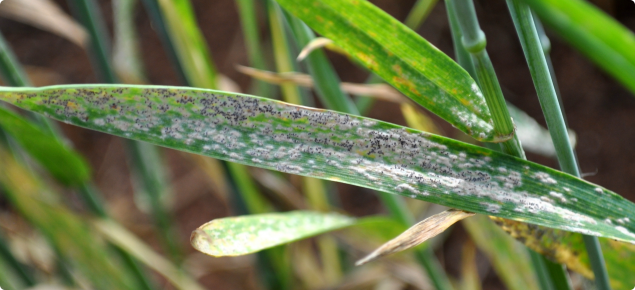 Powdery mildew infection on a wheat leaf