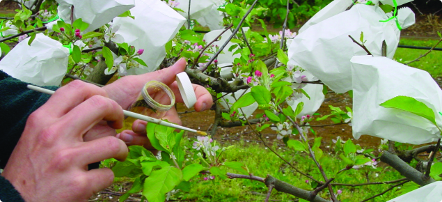 painting apple pollen - hand pollination