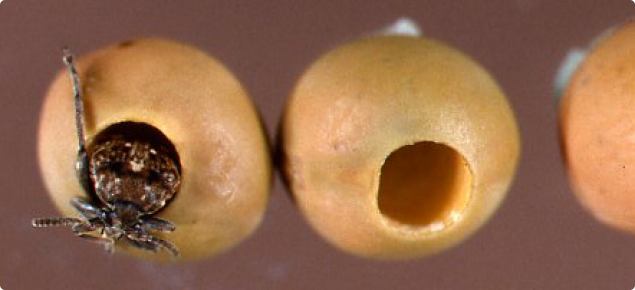 Pea weevil emerging from pea