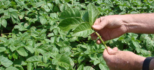Selecting potato petioles in the field to be used in analysis