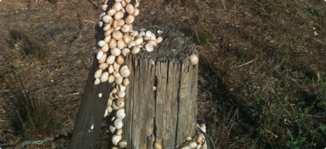White Italian snails on fencepost