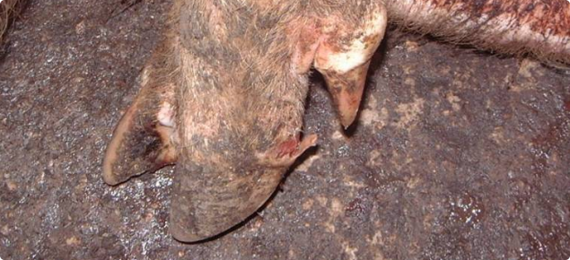 Blister on a pig's hoof on the area between the foot and leg which is likley to be due to foot and mouth disease