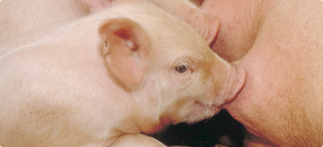 Suckling piglet on the teat of a mother sow.