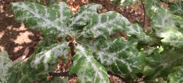 oak leaf with powdery mildew symptoms