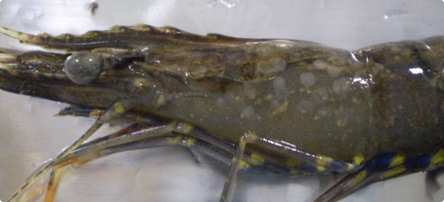 Prawn with white spot disease