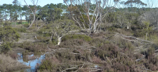 Primary (naturally occurring) saline lake with salt-tolerant shrubs and trees