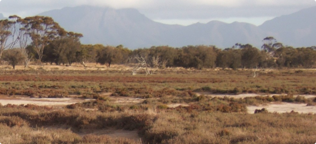 Saline vegetation on a waterway with the Stirling Ranges in the background