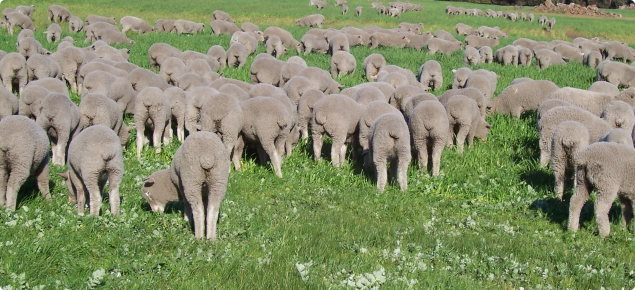 A mob of prime lambs grazing a clover based pasture