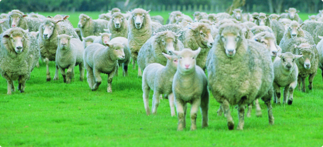 Prime lambs running with their mothers in a paddock