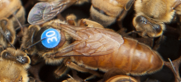 Queen bees can be tagged for easy identification