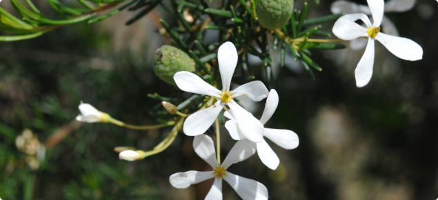 White star-shaped flower and fine foliage.