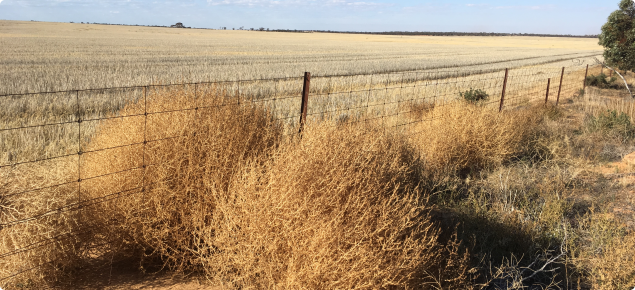 Dead roly poly plants growing along a fence line