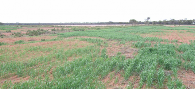 Salt-affected crop is often very patchy as growth is limited by salt in the ground