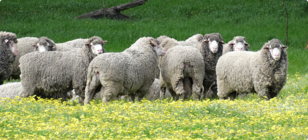 Sheep grazing green pastures in warm times of the year may be at risk of haemonchosis.