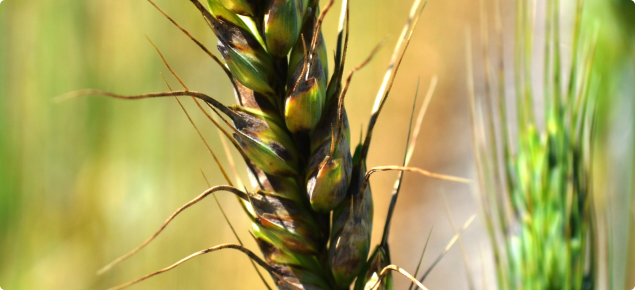 Septoria nodorum blotch infected a wheat head is known as Glume Blotch