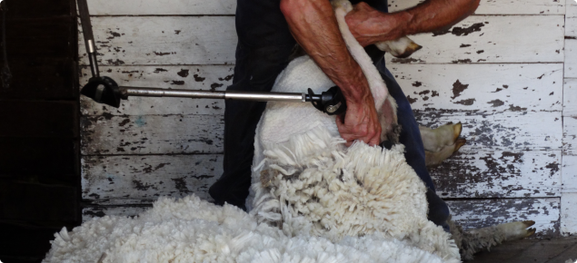 Merino shearing