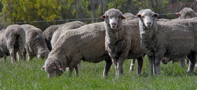 Sheep grazing in open field