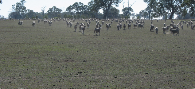 weaner sheep in a paddock at the breeak of season.