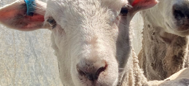 sheep-blue-ear-tag