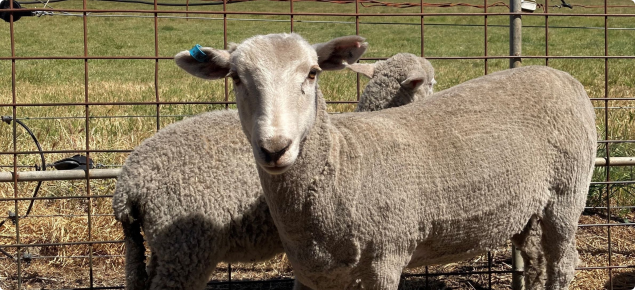 sheep ear tag at gate