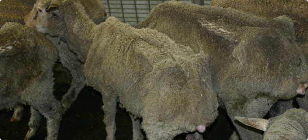 sheep showing weight loss typical of OJD