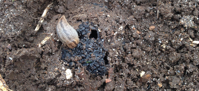 a striped slug eating truffle