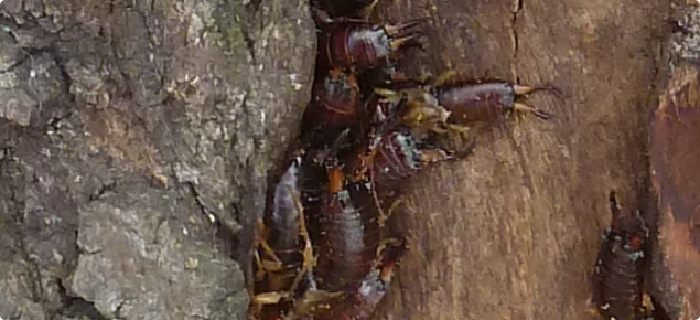 European earwigs sheltering under bark of trees bordering a cropping paddock