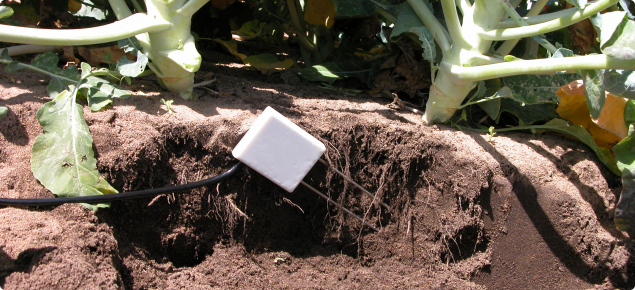 Soil moisture probe in broccoli crop