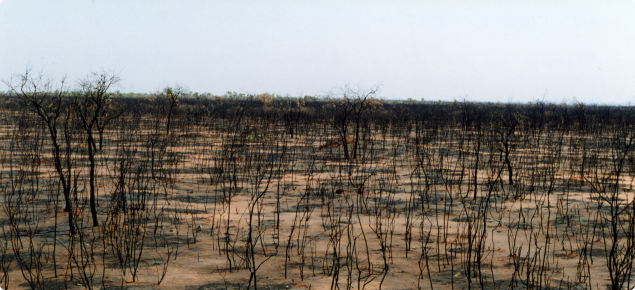 Soft spinifex plains pasture after intense fire, note wattle stem density
