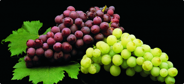 Black background with one bunch of black grapes and one bunch of green grapes on vine leaves.