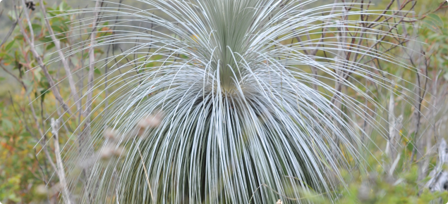 Blue-green foliage on Stirling Range grass tree