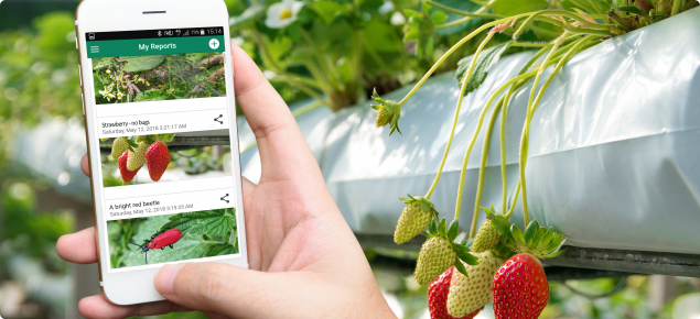 MyPestGuide™ Reporter in strawberry glasshouse