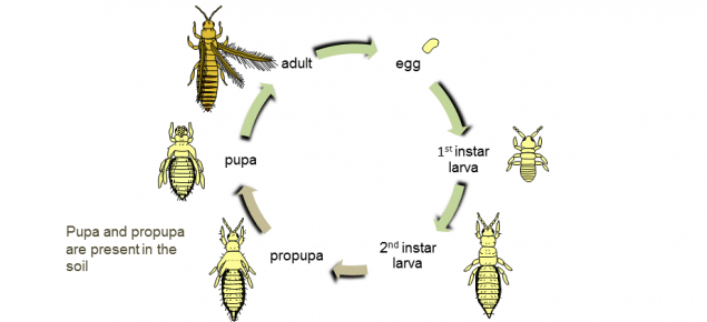 Generalised thrips life cycle