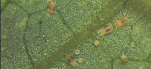 Two spotted mite on a banana leaf in the ORIA