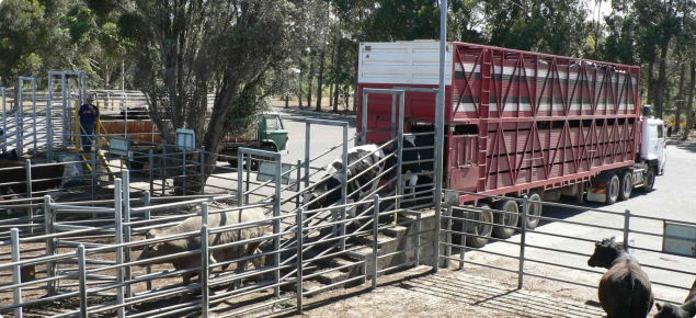 A truck is unloading cattle at a saleyard.