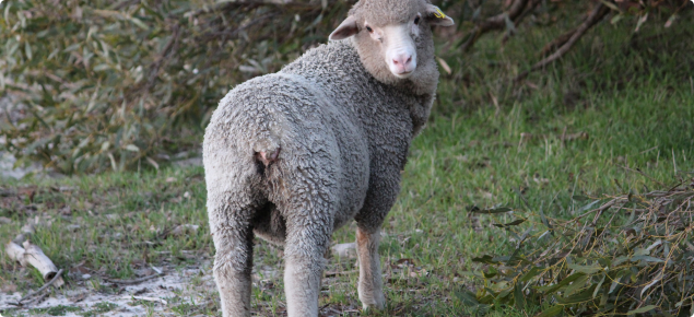 Weaner lamb