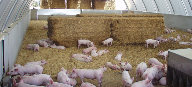 Weaner pigs in deep litter eco-shelter