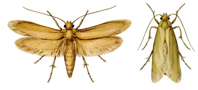 Clothes moth adults