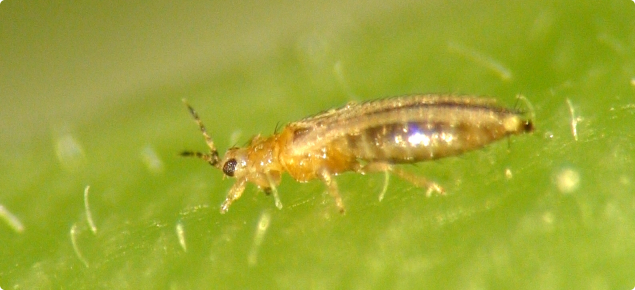 Western flower thrips adult