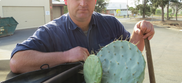 Biosecurity Officer James Sheehan with a segment of wheel cactus
