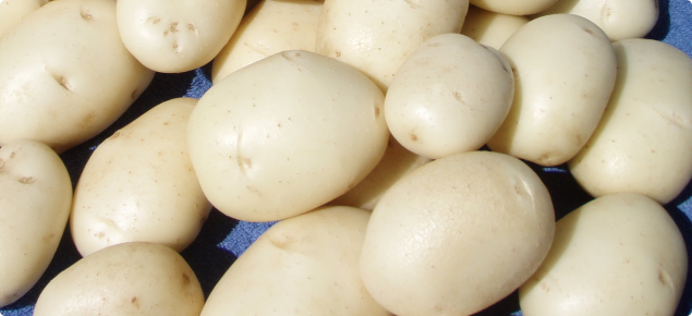 White Star: versatile cream-skinned potato for winter production