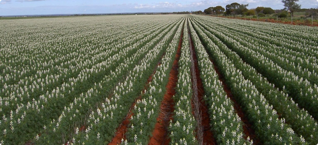 Flowering wide sown (greater than 50cm) lupins
