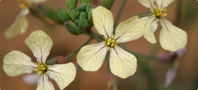 Wild radish flowering heads