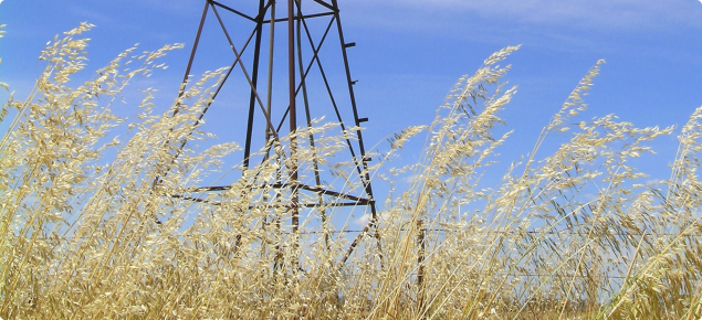 Wild oats around windmill